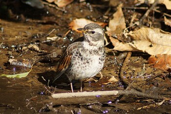 2022年2月2日(水) 21世紀の森と広場(千葉県松戸市)の野鳥観察記録