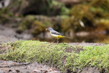 Grey Wagtail Yanagisawa Pass Mon, 5/15/2017