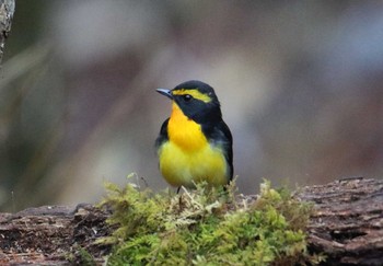 Narcissus Flycatcher Yanagisawa Pass Mon, 5/15/2017