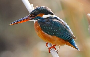 Wed, 2/2/2022 Birding report at 千里南公園