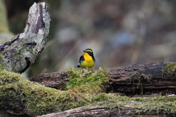 Narcissus Flycatcher Yanagisawa Pass Mon, 5/15/2017