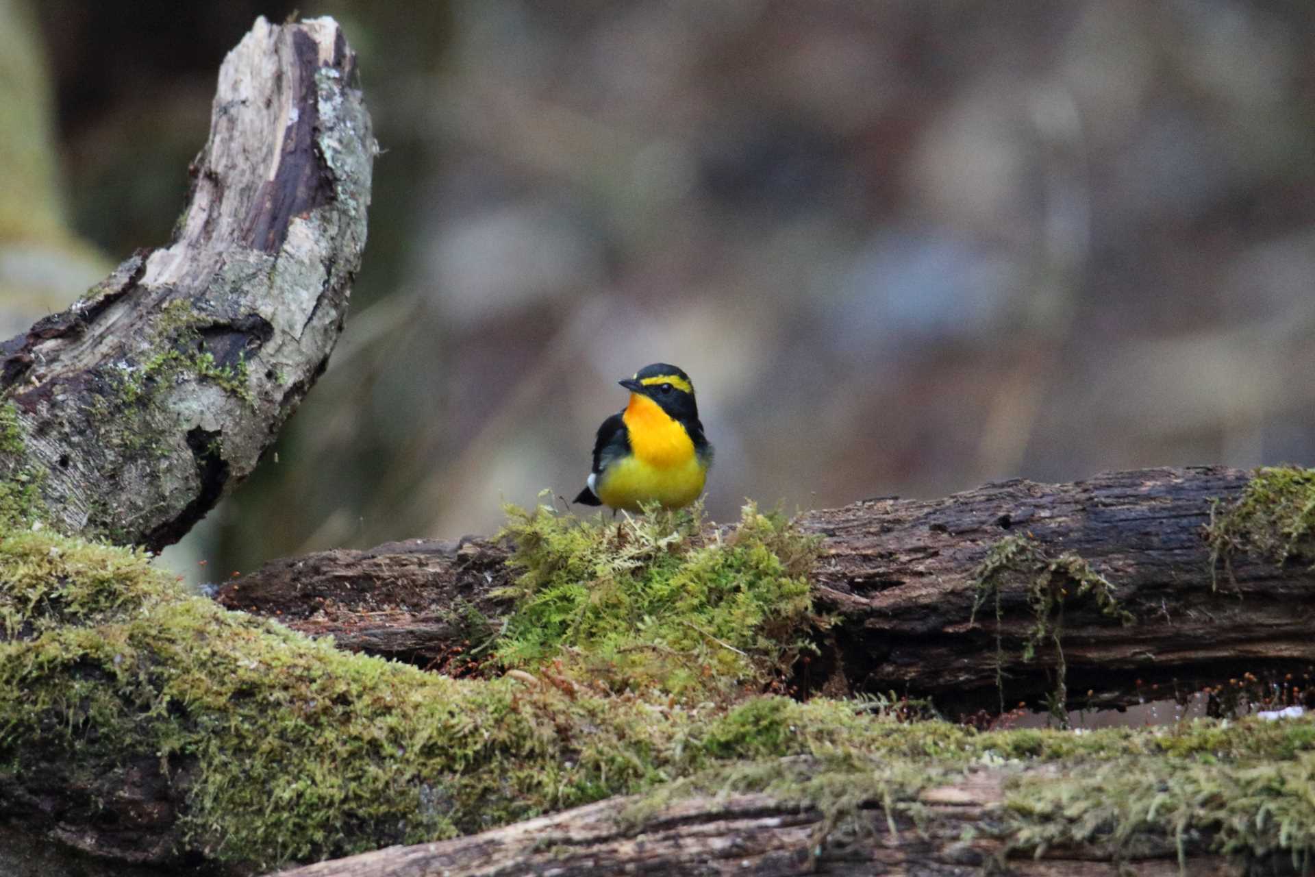 Photo of Narcissus Flycatcher at Yanagisawa Pass by マイク