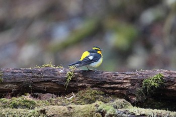 Narcissus Flycatcher Yanagisawa Pass Mon, 5/15/2017