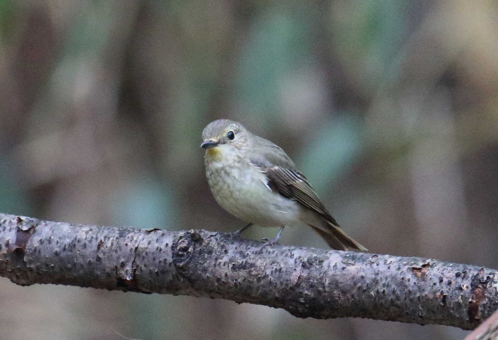 Photo of Narcissus Flycatcher at Yanagisawa Pass by マイク