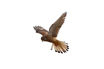 Common Kestrel 熊谷市 Sun, 1/30/2022