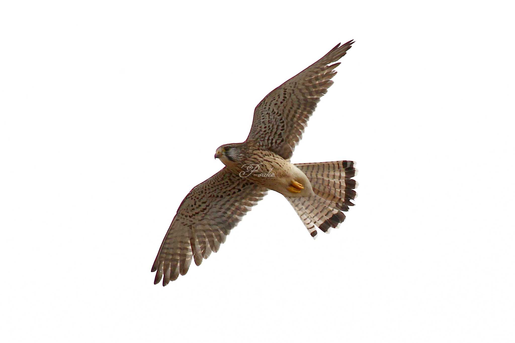 Photo of Common Kestrel at 熊谷市 by ピースケ