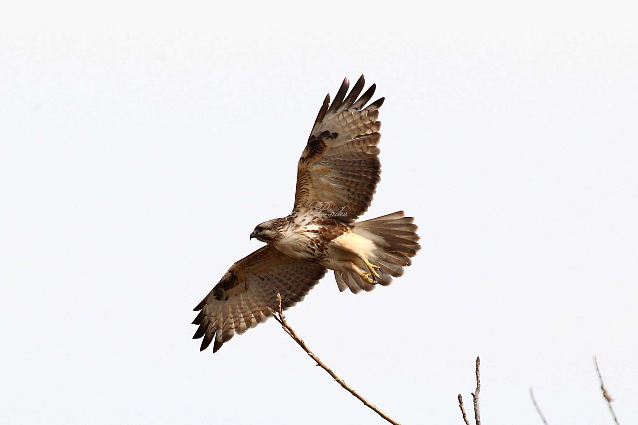 Photo of Eastern Buzzard at 熊谷市 by ピースケ