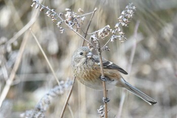 Siberian Long-tailed Rosefinch Hayatogawa Forest Road Wed, 2/2/2022