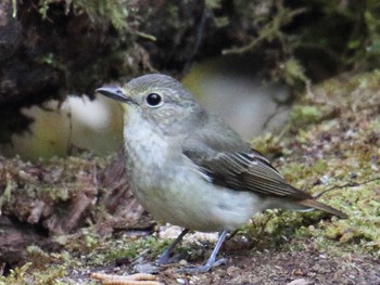 Narcissus Flycatcher Yanagisawa Pass Mon, 5/15/2017