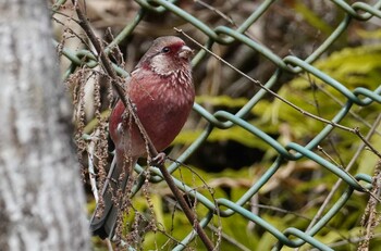 2022年1月27日(木) 早戸川林道の野鳥観察記録