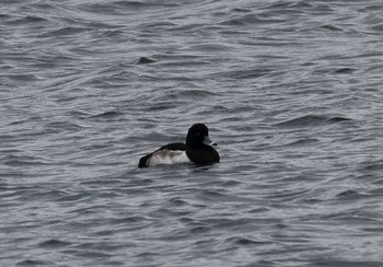 Tufted Duck 中禅寺湖 Sun, 11/27/2016