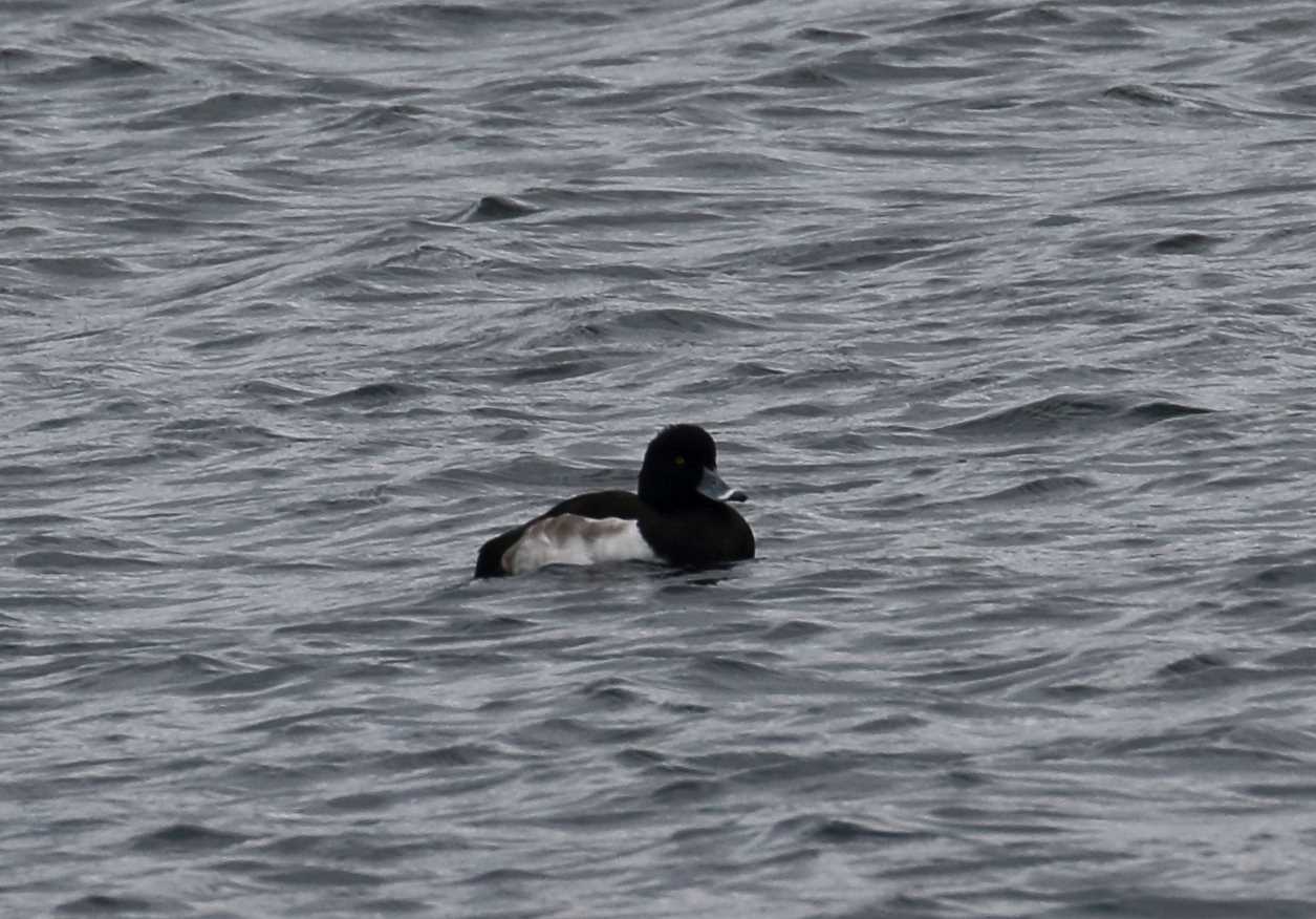 Photo of Tufted Duck at 中禅寺湖 by マイク