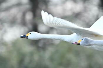 Tundra Swan 越辺川(埼玉県川島町) Sat, 1/29/2022