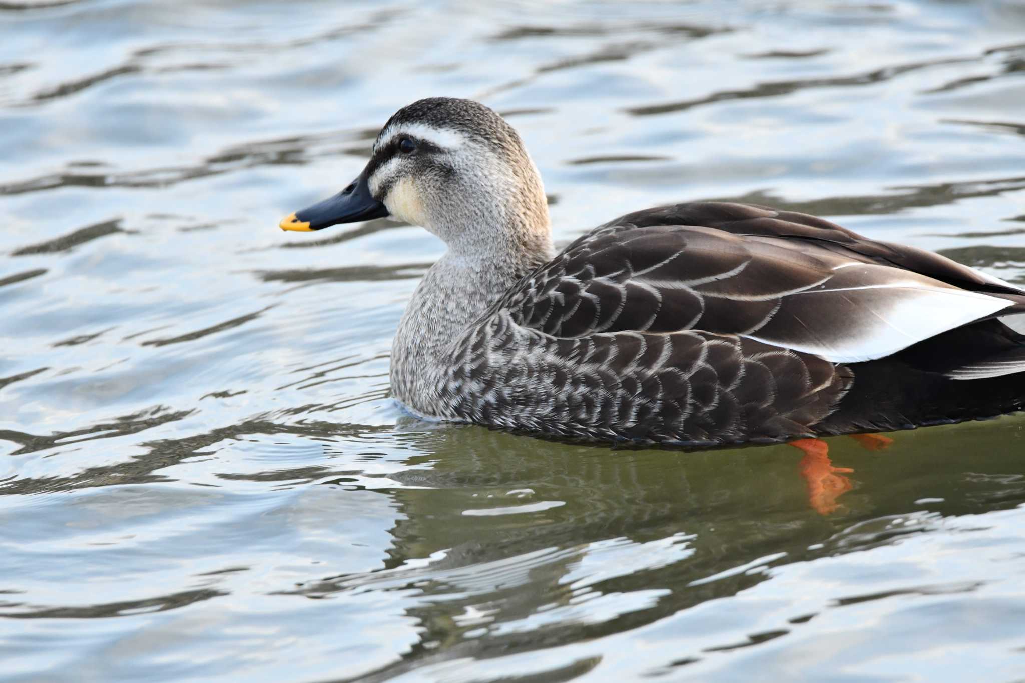 Photo of Eastern Spot-billed Duck at 越辺川(埼玉県川島町) by のぶ