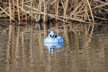 Smew Shin-yokohama Park Wed, 2/2/2022