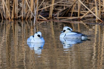 Smew Shin-yokohama Park Wed, 2/2/2022