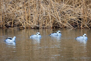 Smew Shin-yokohama Park Wed, 2/2/2022