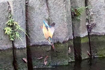 Common Kingfisher 東京都 Wed, 2/2/2022