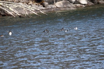 Tufted Duck 中禅寺湖 Mon, 11/28/2016