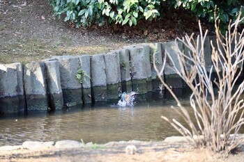 カワセミ 東京都 2022年2月2日(水)