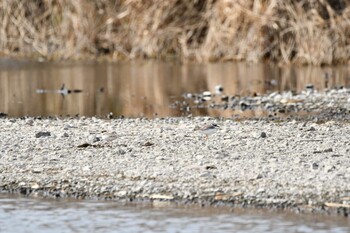 2022年1月30日(日) 浅羽ビオトープの野鳥観察記録