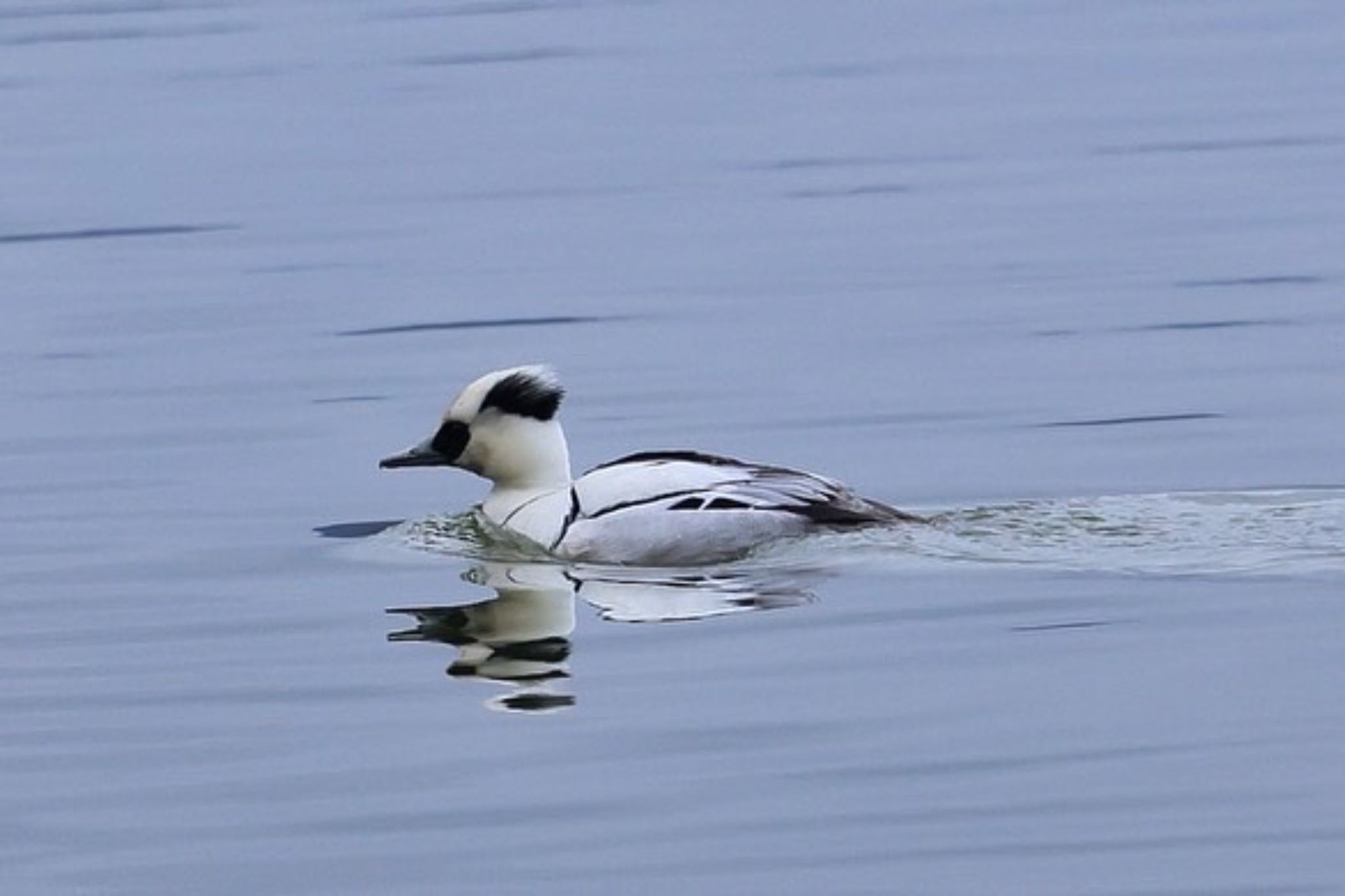 Photo of Smew at 湖山池(鳥取市) by H.NAKAMURA