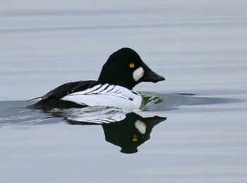 Common Goldeneye 湖山池(鳥取市) Sun, 1/30/2022