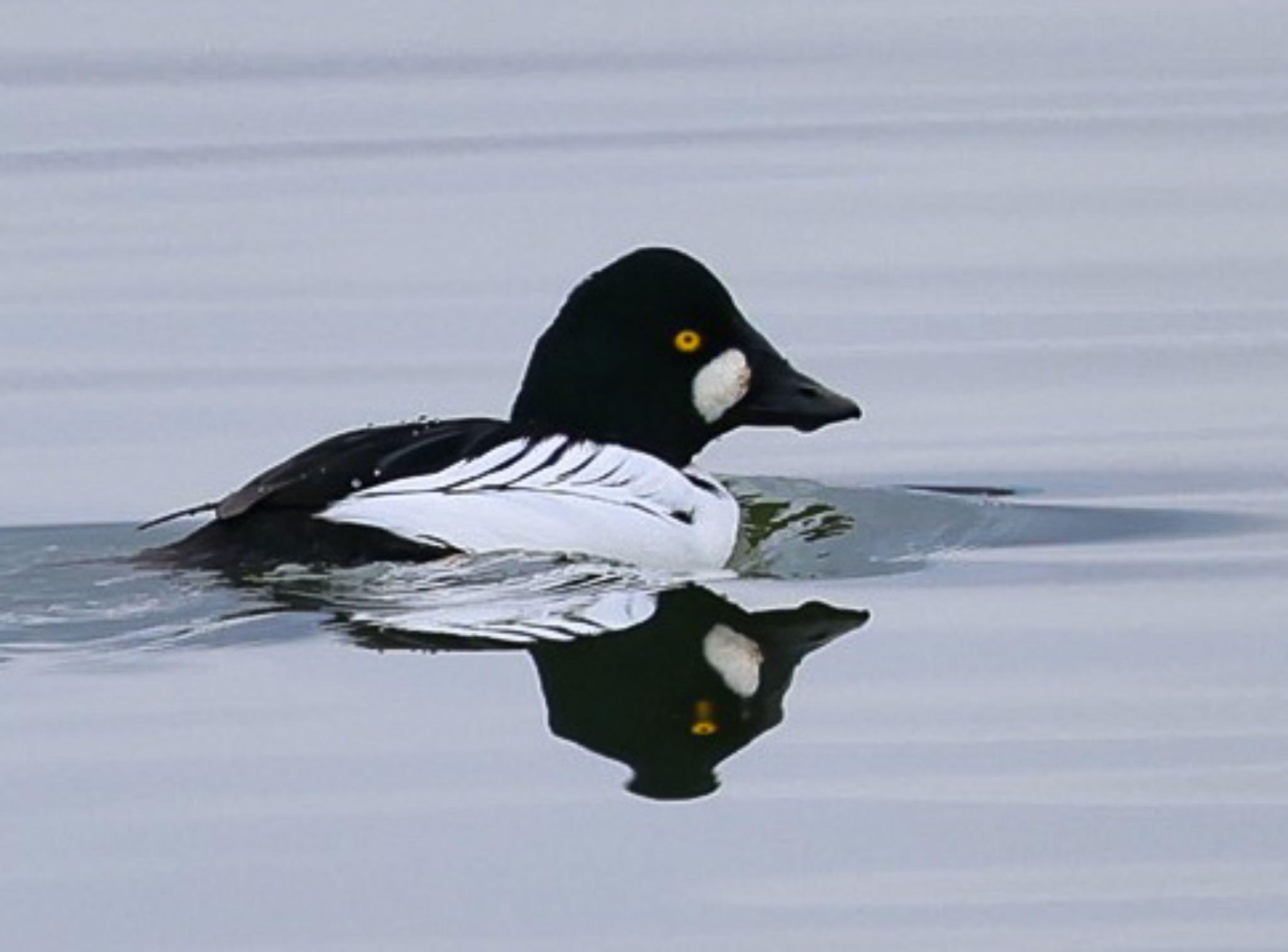 Photo of Common Goldeneye at 湖山池(鳥取市) by H.NAKAMURA