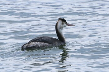 Great Crested Grebe 湖山池(鳥取市) Sun, 1/30/2022