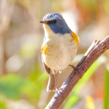 Red-flanked Bluetail 八丁湖 Unknown Date