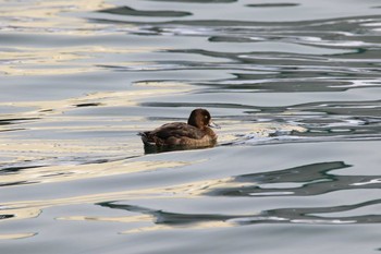 Tufted Duck 涛沸湖 Mon, 12/26/2016