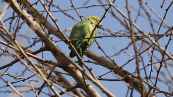 ホンセイインコ 善福寺公園 2022年2月2日(水)