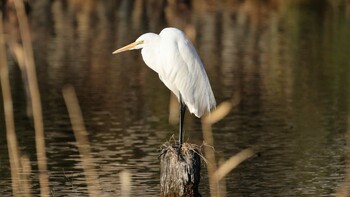 チュウサギ 善福寺公園 2022年2月2日(水)