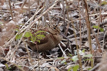 Eurasian Woodcock 滋賀県 Thu, 1/27/2022