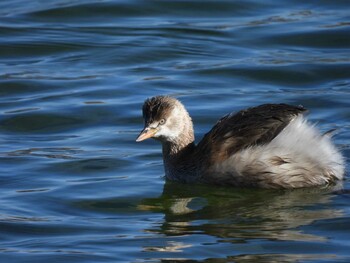 Little Grebe 頤和園(北京) Tue, 2/1/2022