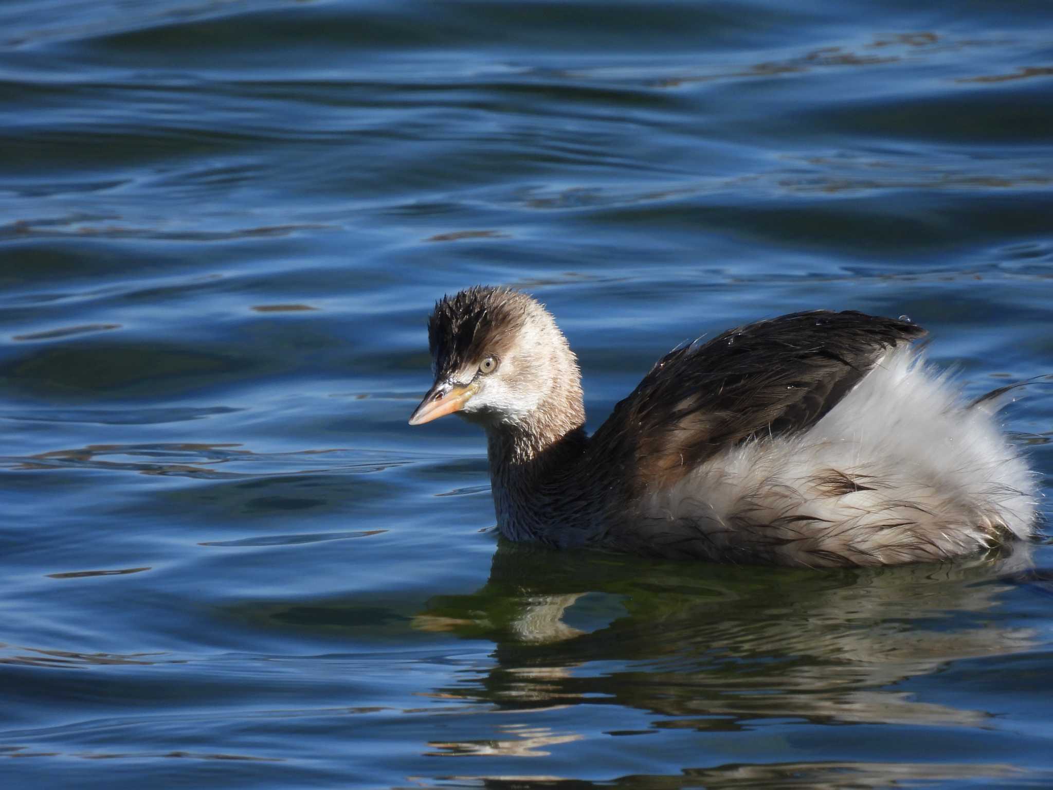 Little Grebe