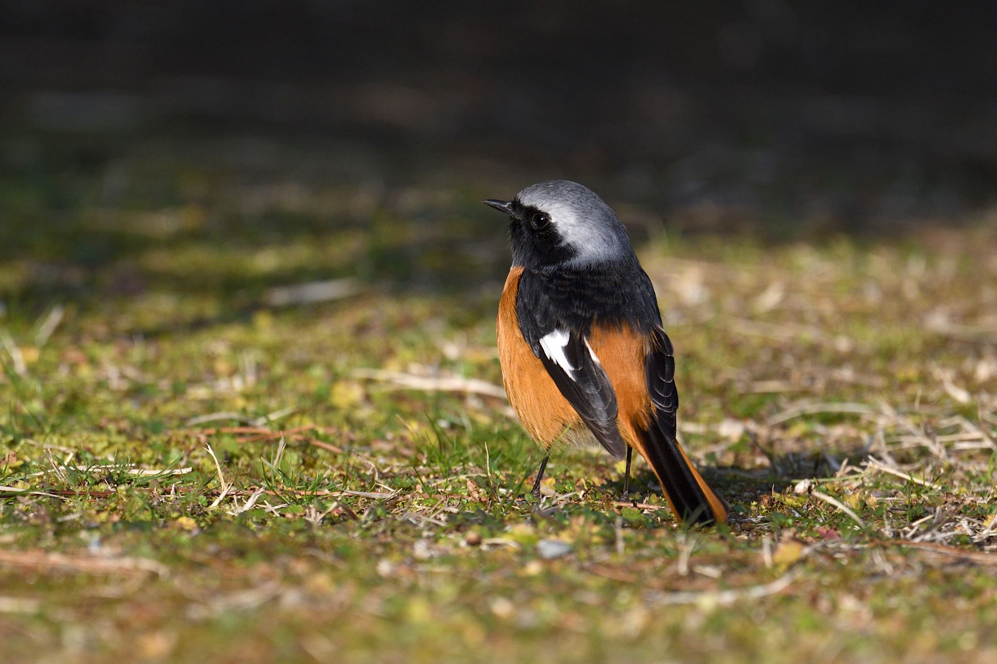 Photo of Daurian Redstart at 栗林公園 by あん子
