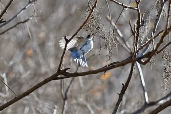 Red-flanked Bluetail Hayatogawa Forest Road Wed, 2/2/2022