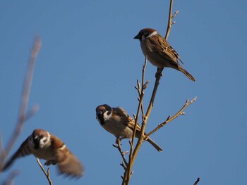 Eurasian Tree Sparrow 淀川河川公園 Tue, 2/1/2022