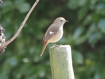 Daurian Redstart 淀川河川公園 Wed, 2/2/2022