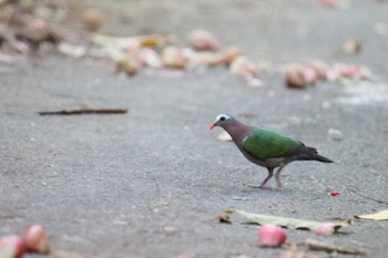 キンバト 石垣島 2017年7月20日(木)