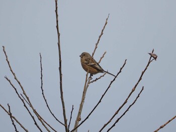 Siberian Long-tailed Rosefinch 淀川河川公園 Wed, 2/2/2022