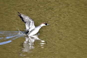 ミコアイサ 坂田ヶ池総合公園 2022年2月2日(水)