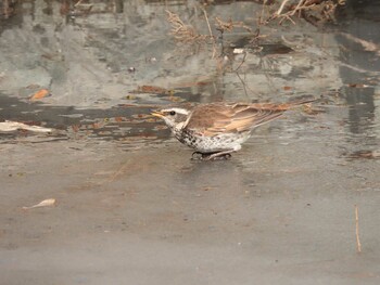 Dusky Thrush 北海公園(北京) Mon, 1/31/2022