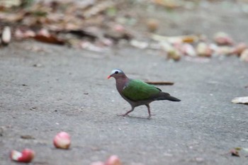 Common Emerald Dove Ishigaki Island Thu, 7/20/2017
