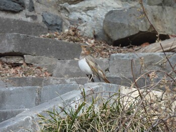 Red-throated Thrush 北海公園(北京) Mon, 1/31/2022