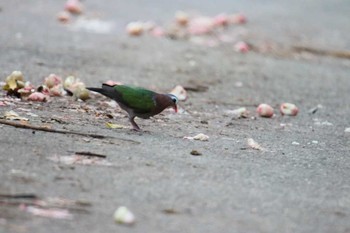 Common Emerald Dove Ishigaki Island Thu, 7/20/2017