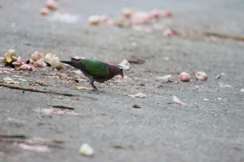 キンバト 石垣島 2017年7月20日(木)