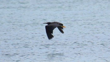 クロサギ 沖縄県宮古島市 2017年7月21日(金)