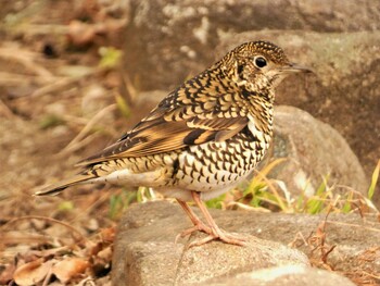 2022年1月29日(土) 衣笠山公園の野鳥観察記録